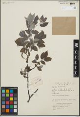 Foto von Salix heterochroma Seemen
